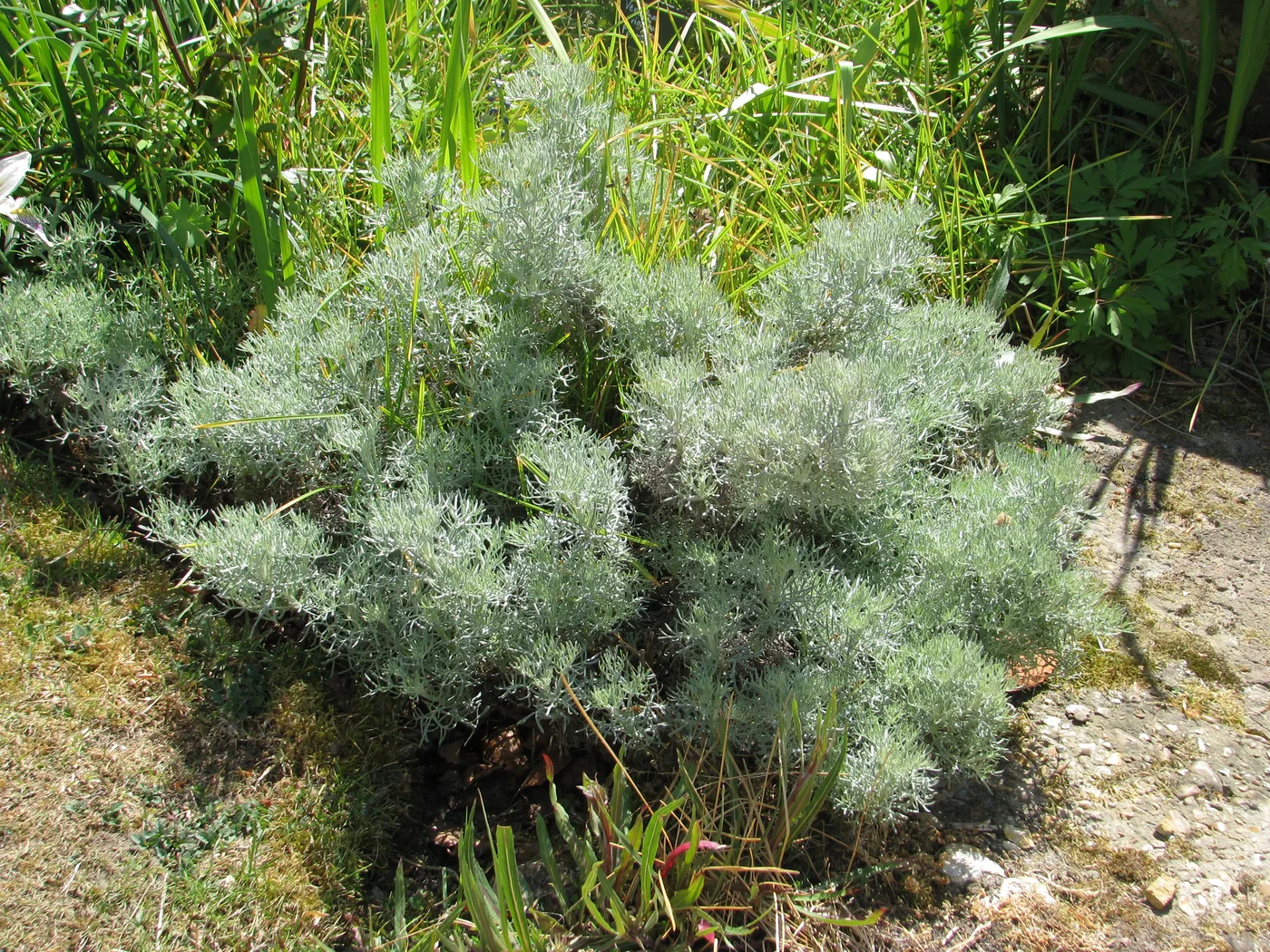 White wormwood