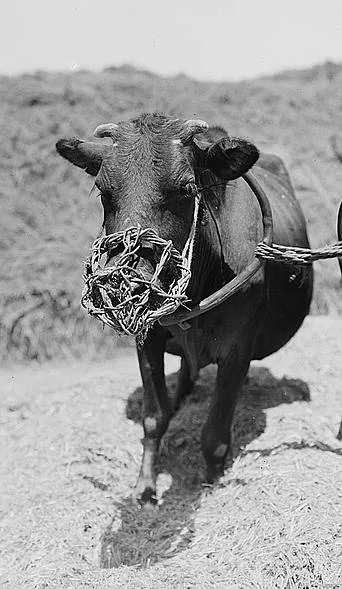 Muzzled cow used for threshing