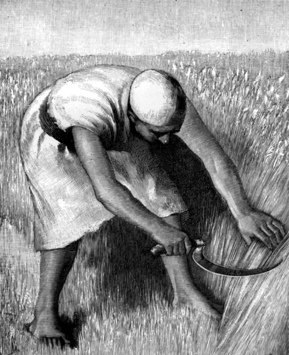 Man cutting grain with a sickle