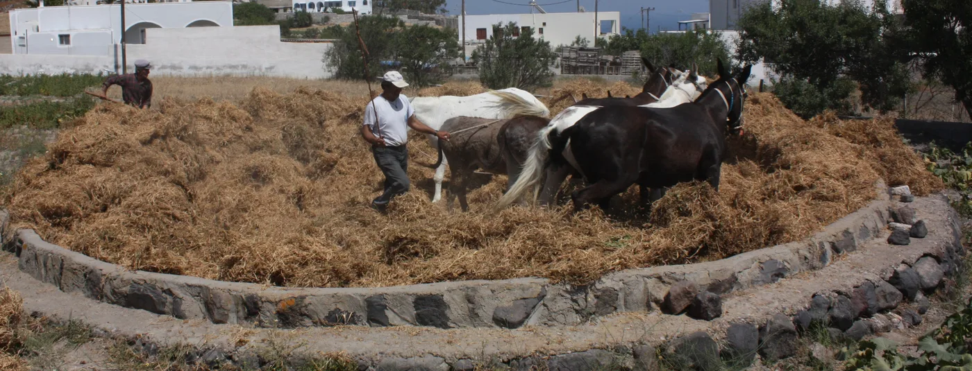 Threshing floor