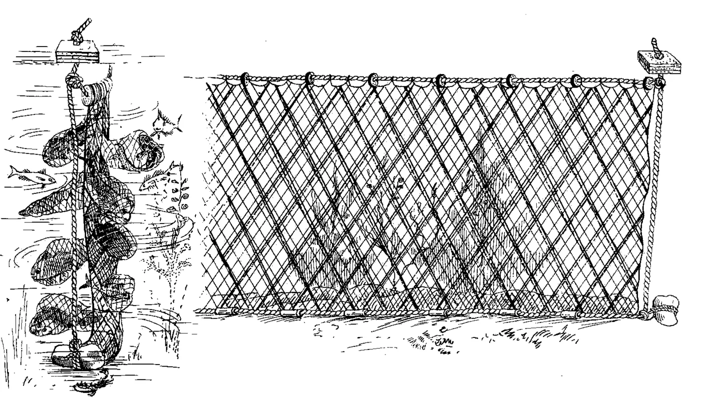 Fish in a trammel net