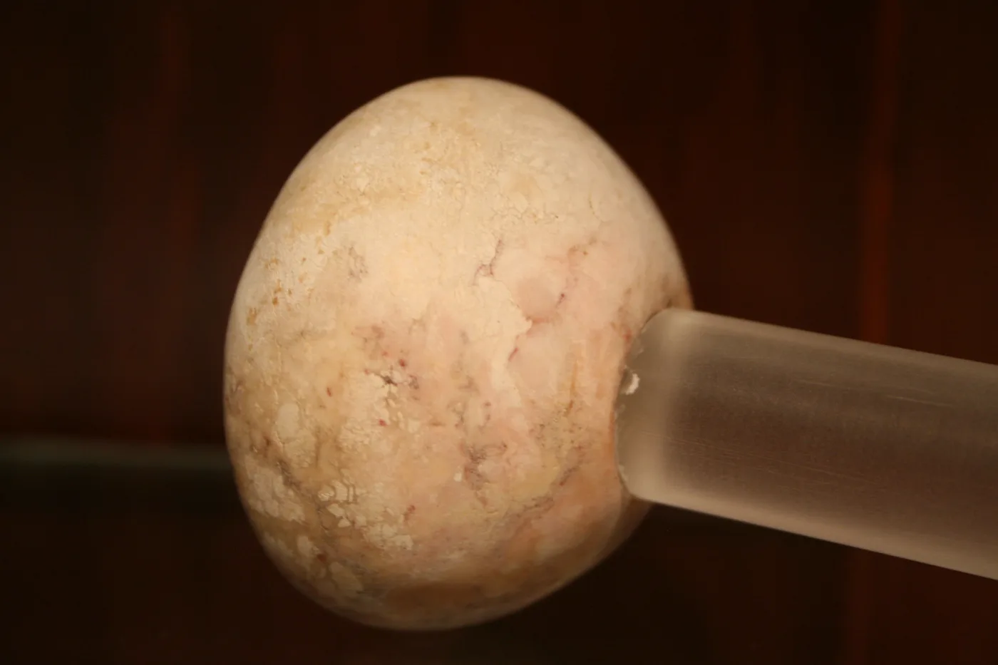 Egyptian mace head, Ägyptisches Museum der Universität Leipzig