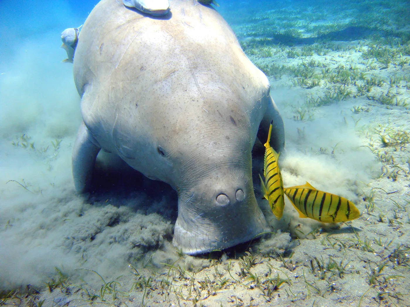 A dugong (Dugong dugon), in the same order as the manatee