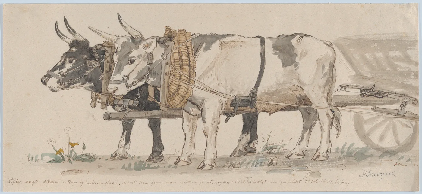 Yoked oxen