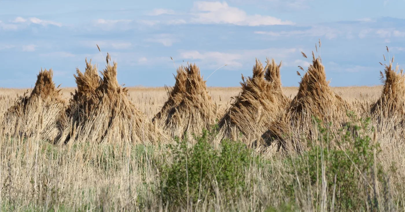 Sheaves of grain from the harvest