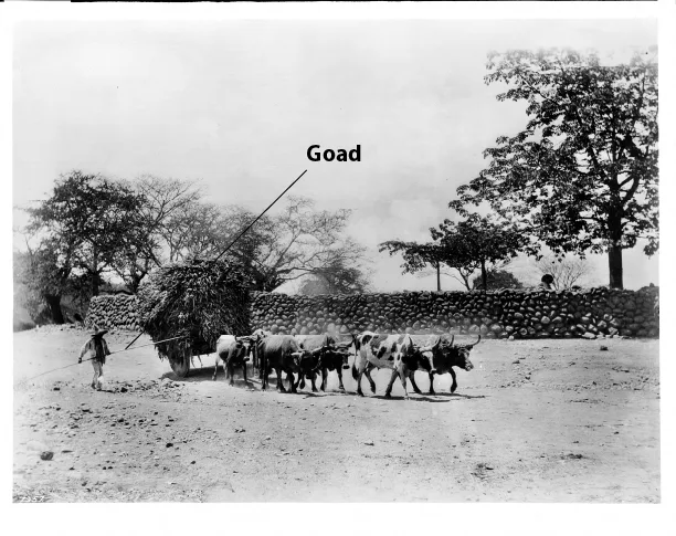 Drawing of a man using a goad to spur on a team of oxen